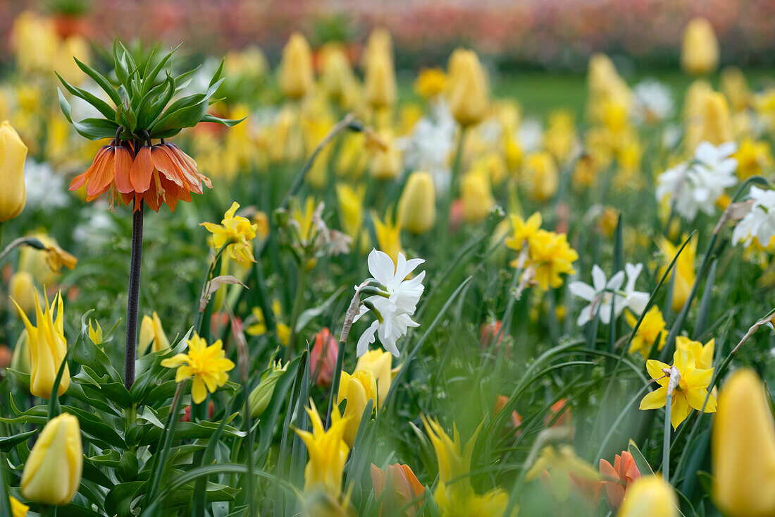 Spring bulbs mixed