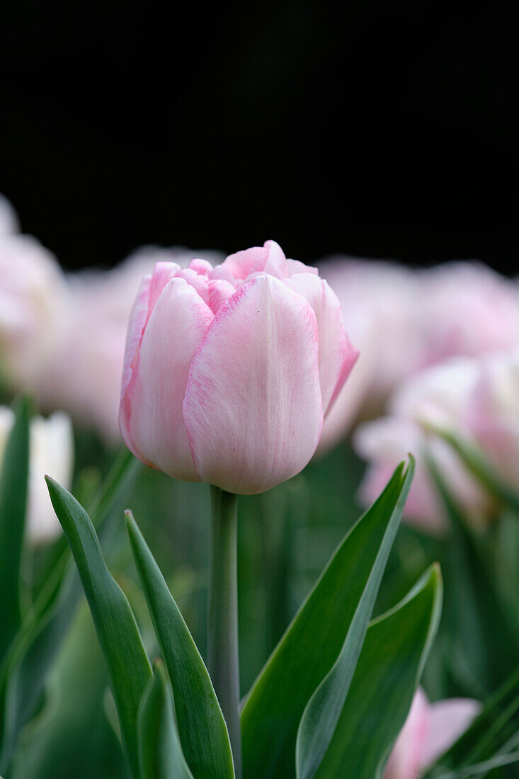 Tulpe (Tulipa) 'Foxtrot'