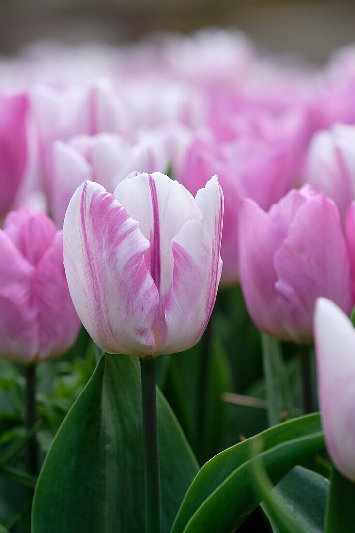 Tulpe (Tulipa) 'Flaming Prince'