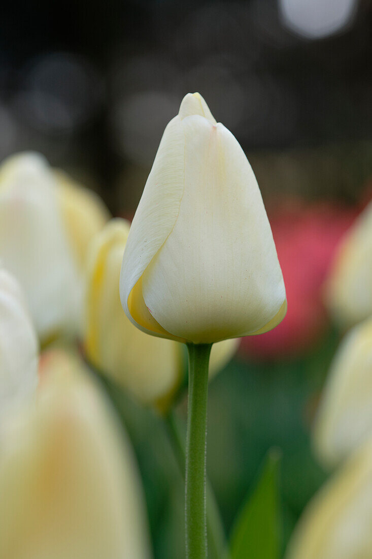 Tulpe (Tulipa) 'Ivory Floradale'