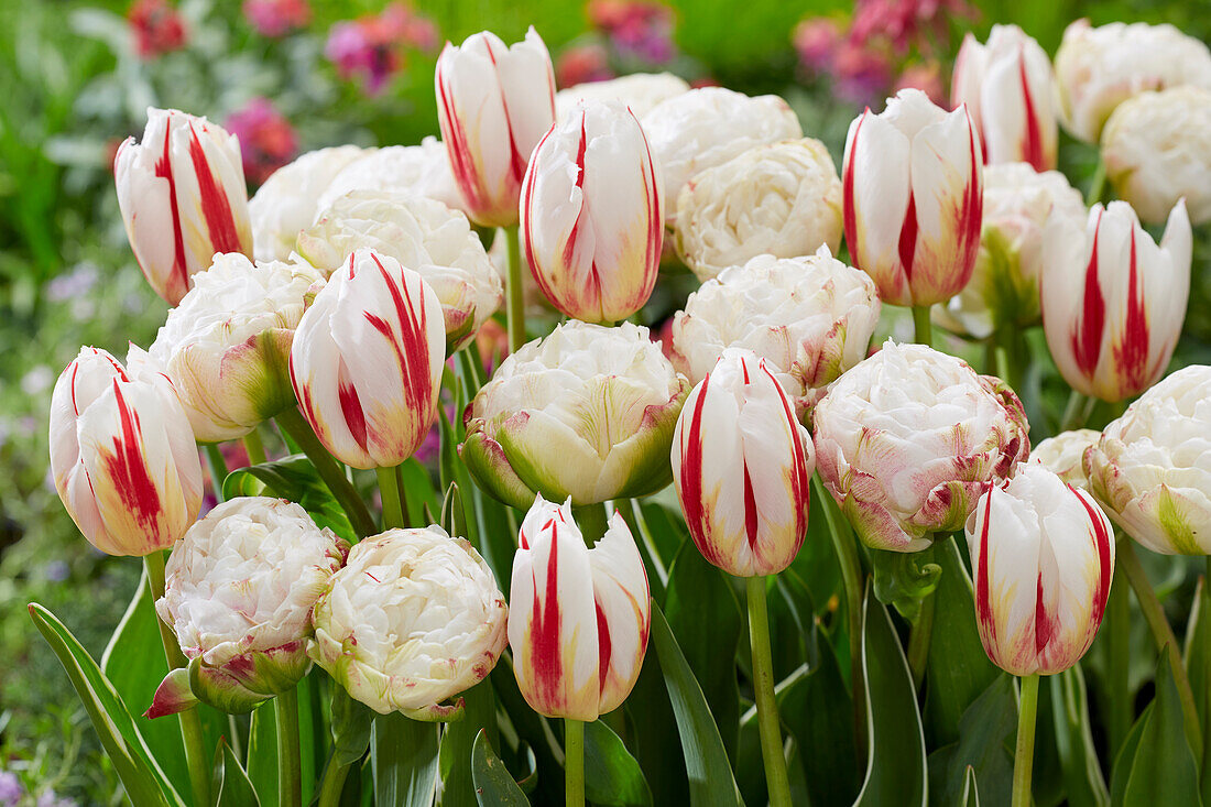 Tulpe (Tulipa) 'Happy Generation', 'Cotton Candy'