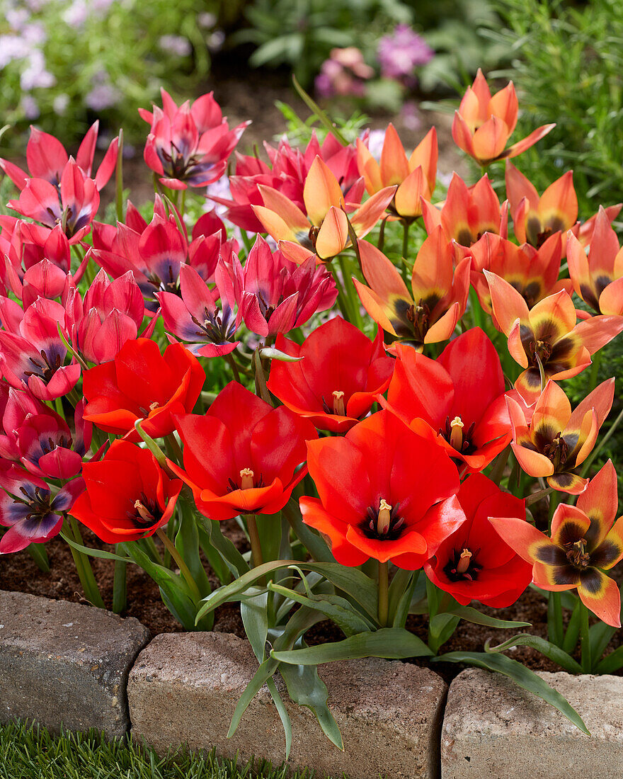 Tulipa Little Princess, Little Beauty and Red Hunter