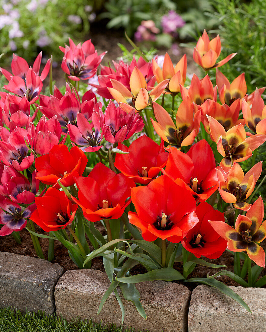 Tulpe (Tulipa) 'Little Princess', 'Little Beauty' and 'Red Hunter'
