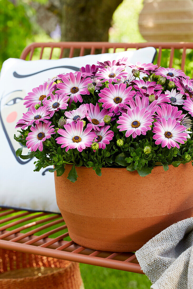 Osteospermum Se?orita Bicolour