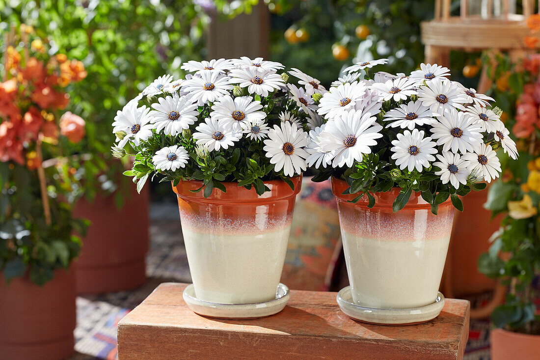 Osteospermum Se?orita White