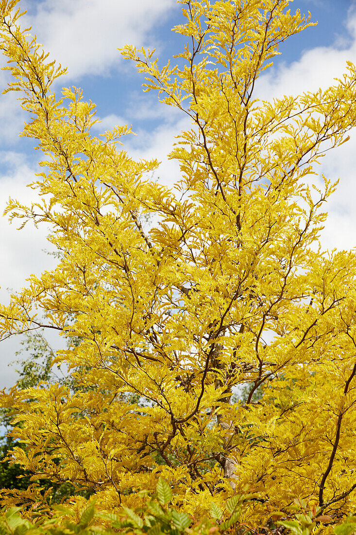 Gleditsia