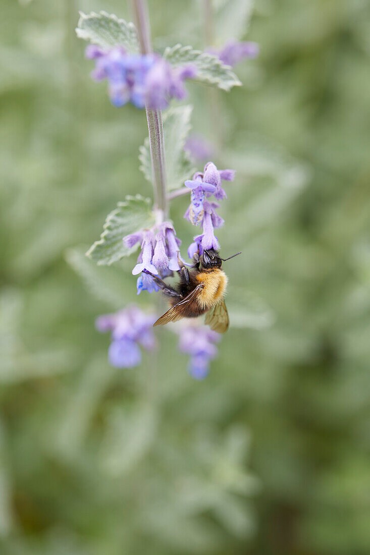 Biene auf Katzenminzenblüte (Nepeta)