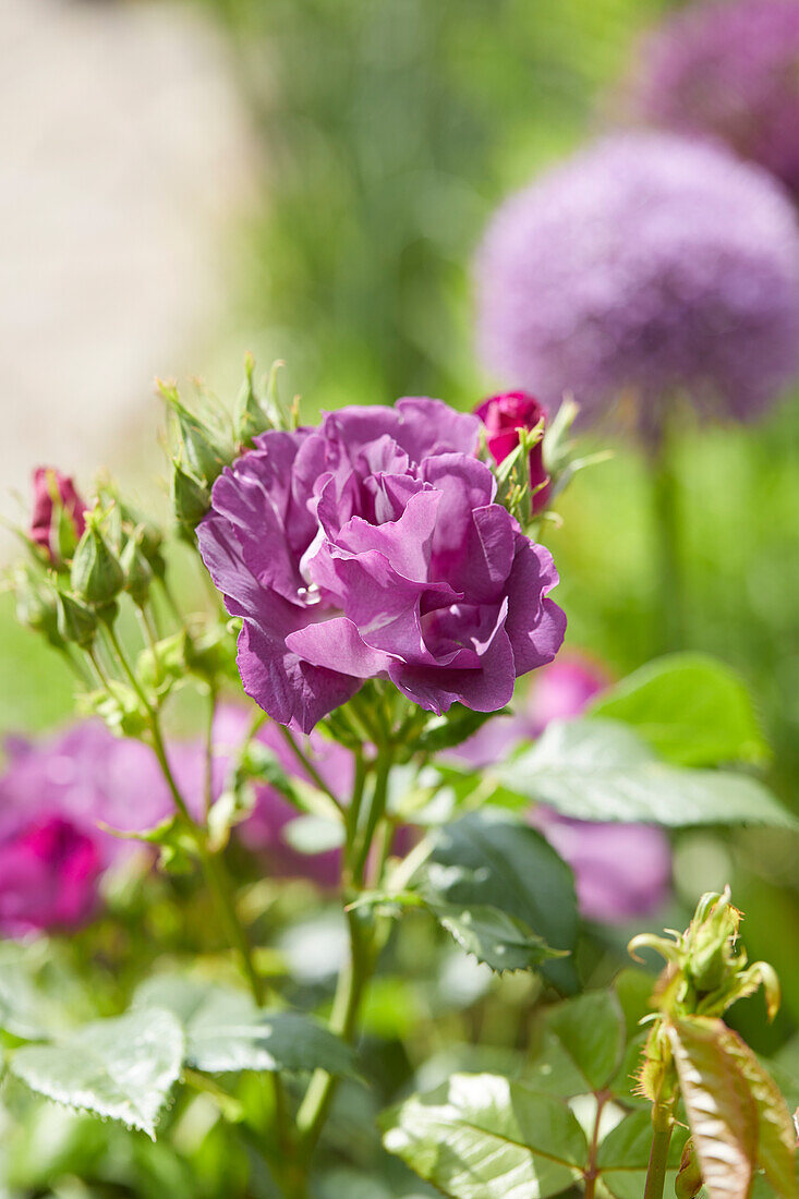 Rosa