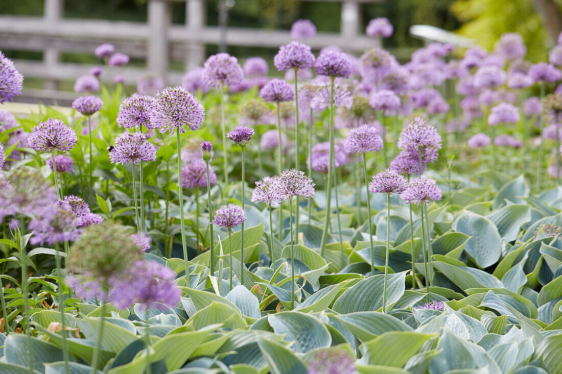 Allium, Hosta