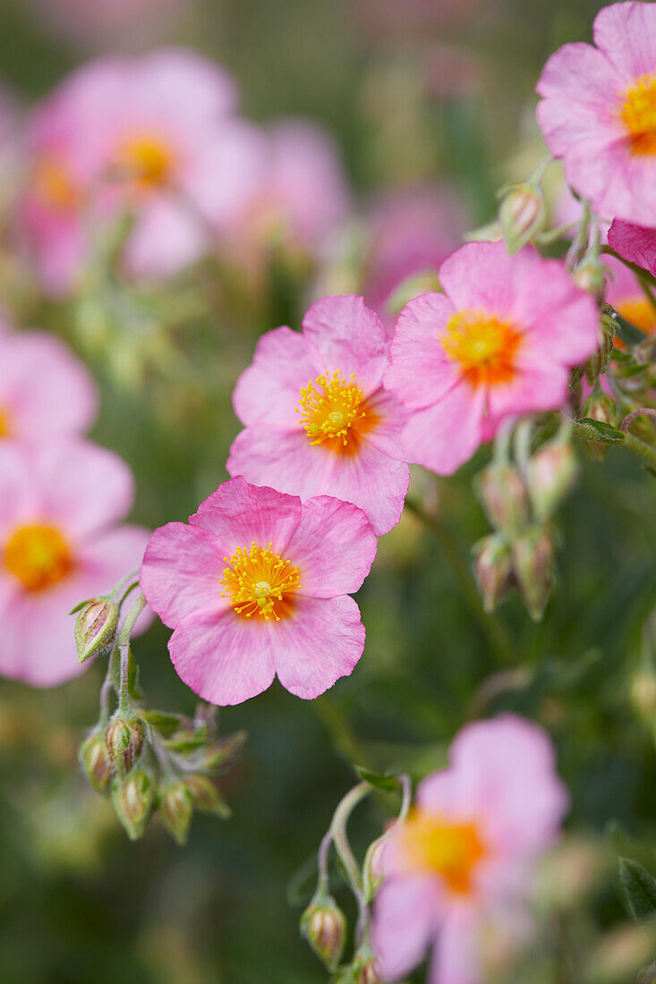 Helianthemum