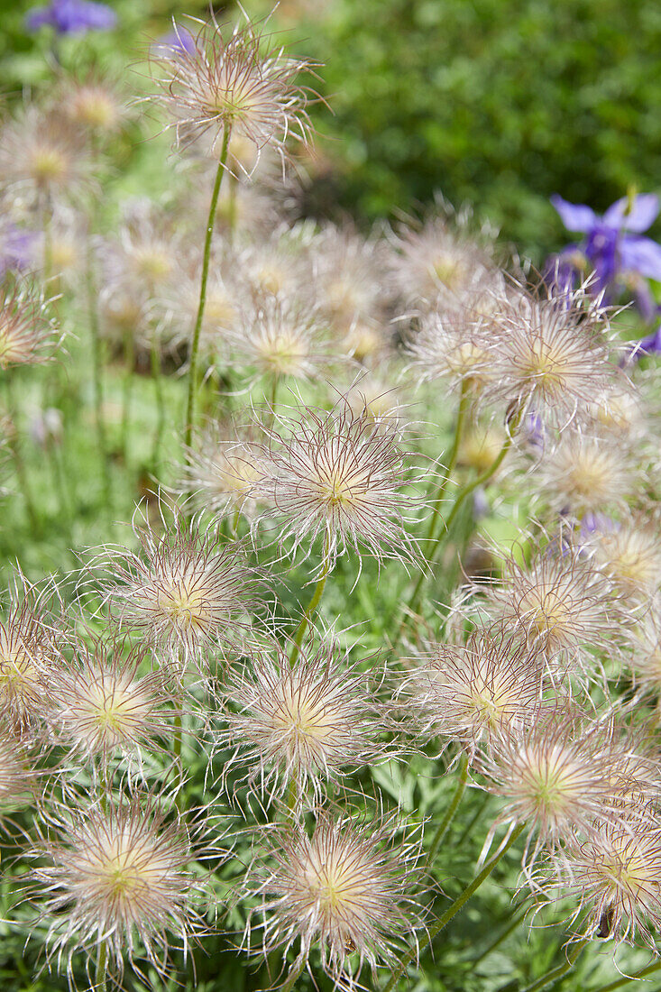 Pulsatilla vulgaris