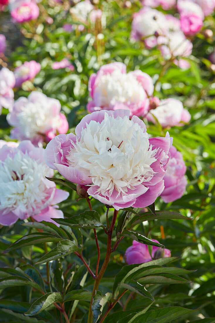 Paeonia Bowl of Beauty