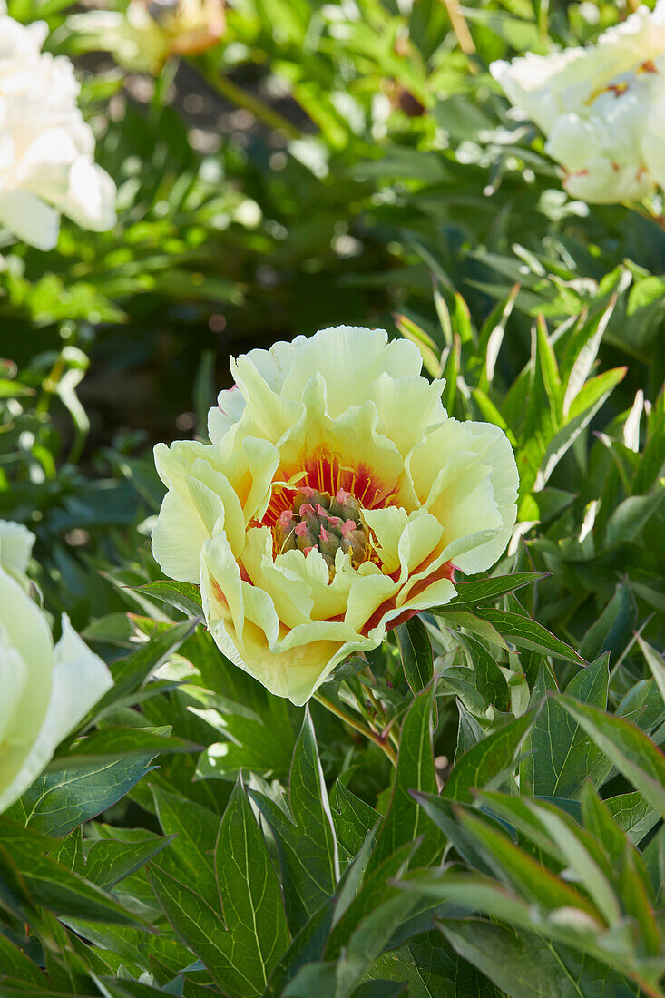 Paeonia Bartzella