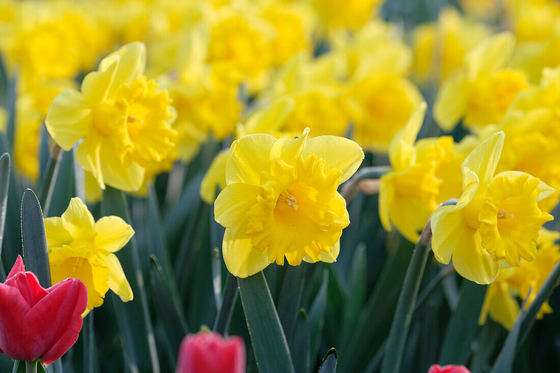 Narcissus Standard Value