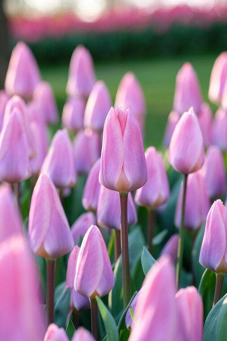 Tulipa Light and Dreamy