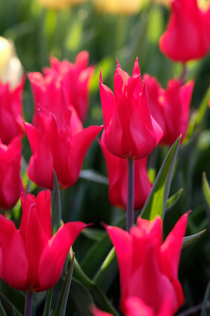 Tulipa Istanbul