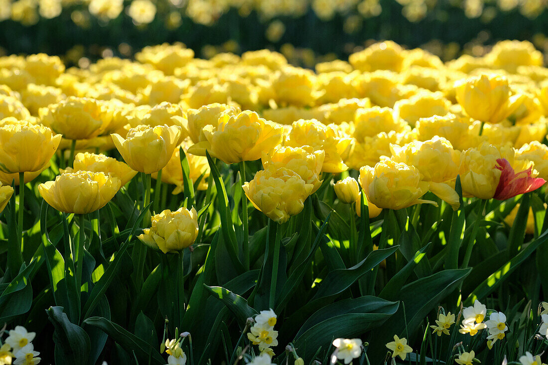 Tulpe (Tulipa) 'Limousine'