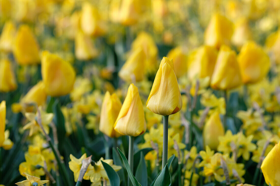 Tulpe (Tulipa) 'Yellow Flair'