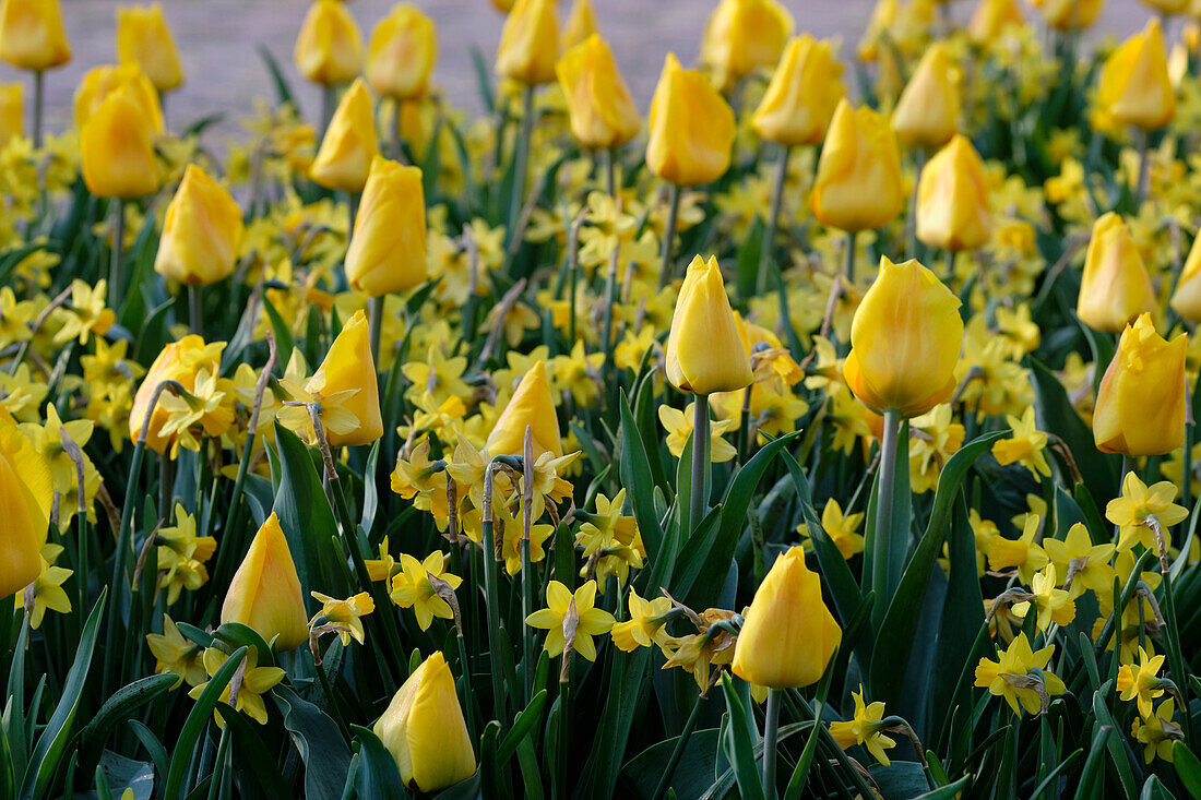 Tulipa Yellow Flair, Narcissus Tete a Tete