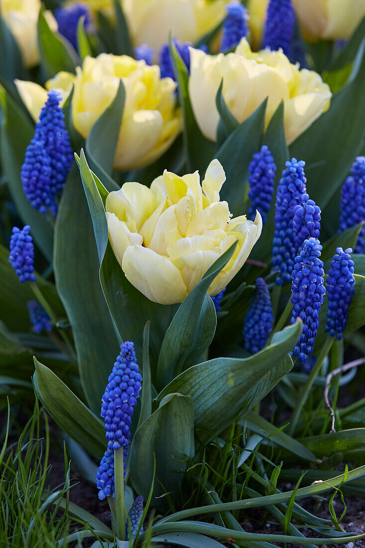 Tulpe (Tulipa) 'Secret Perfume', Traubenhyazinthe (Muscari) 'Blue Horizon'