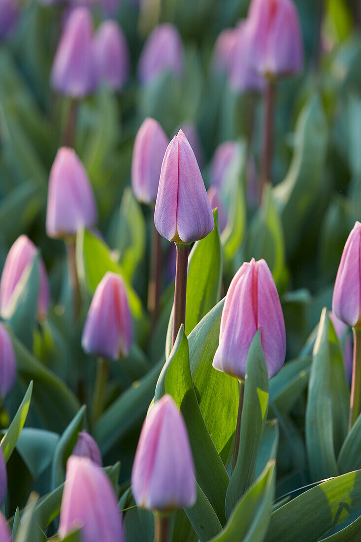 Tulpe (Tulipa) 'Light and Dreamy'