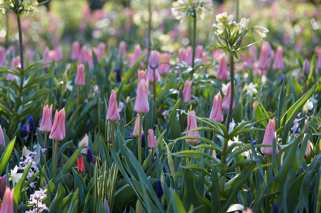 Spring flower mix