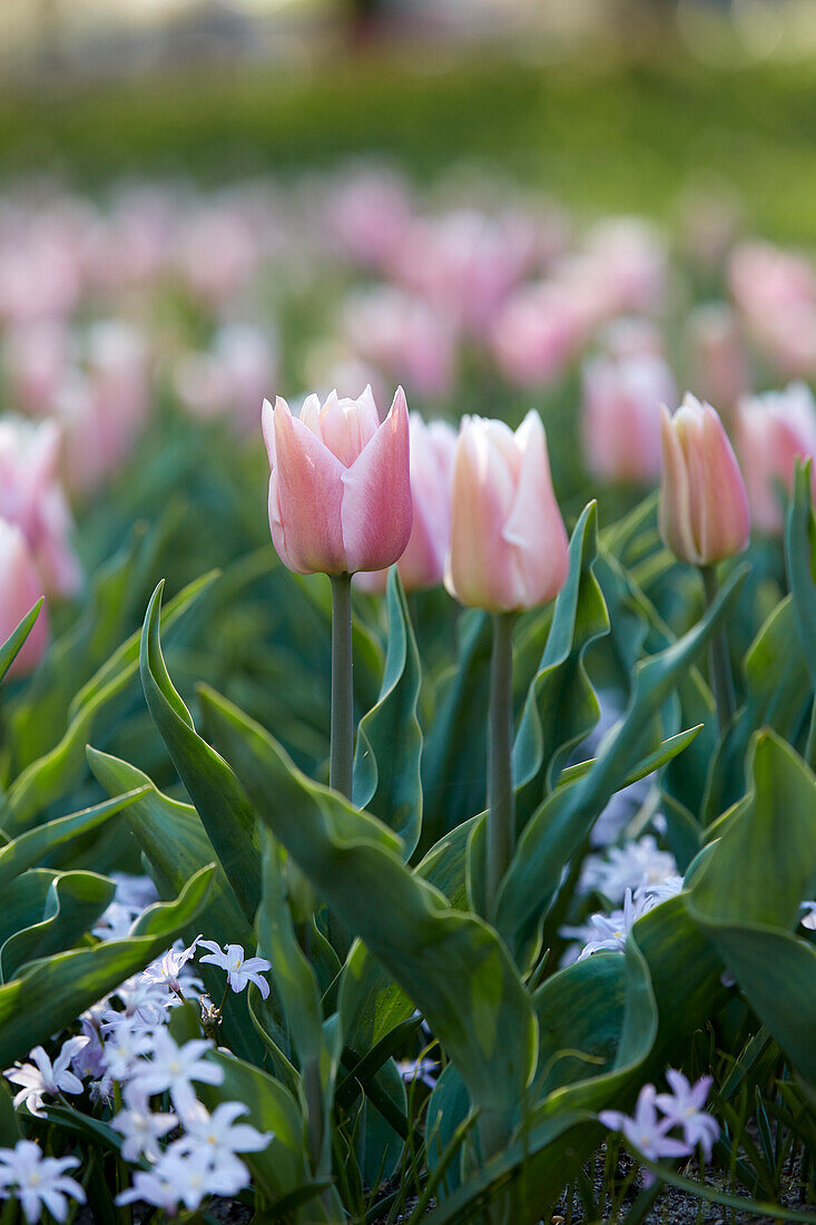 Tulpe (Tulipa) 'Algarve'