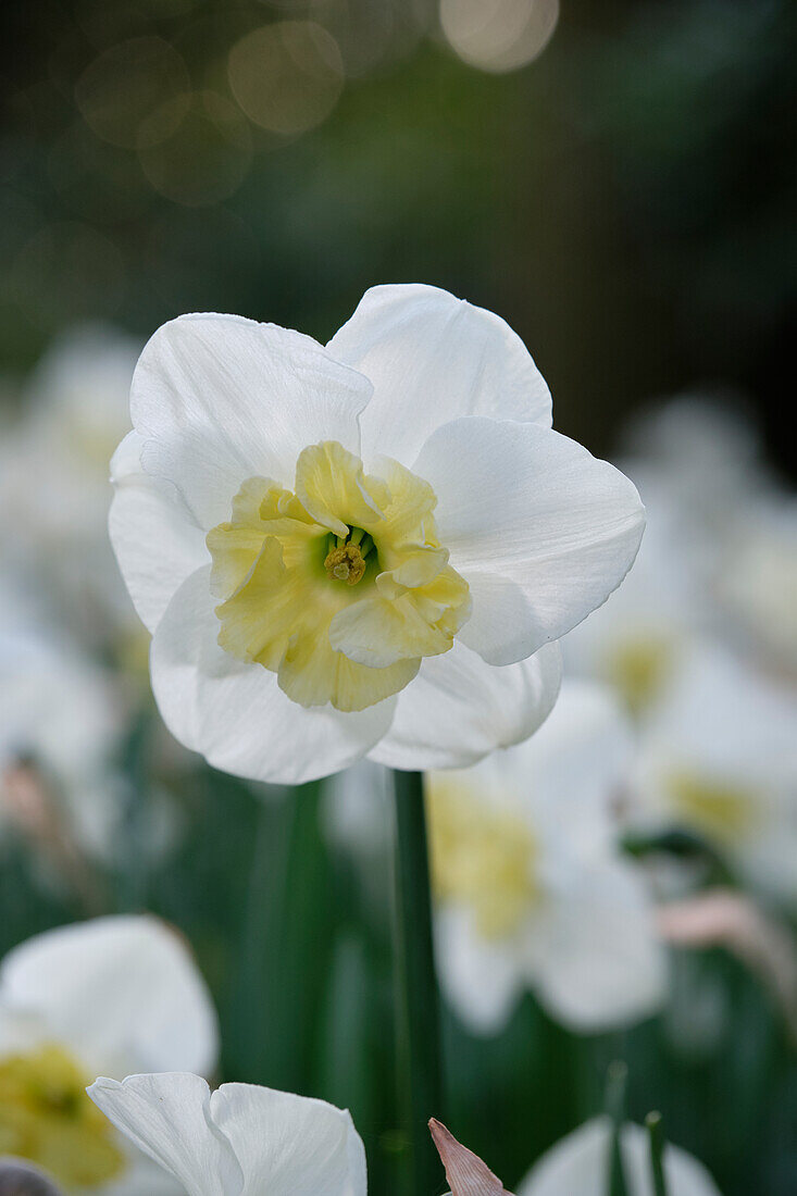 Narcissus Papillon Blanc