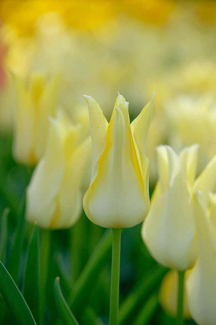 Tulipa Moonlight Girl