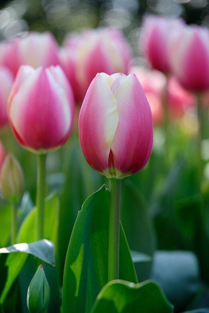 Tulpe (Tulipa) 'Russian Princess'