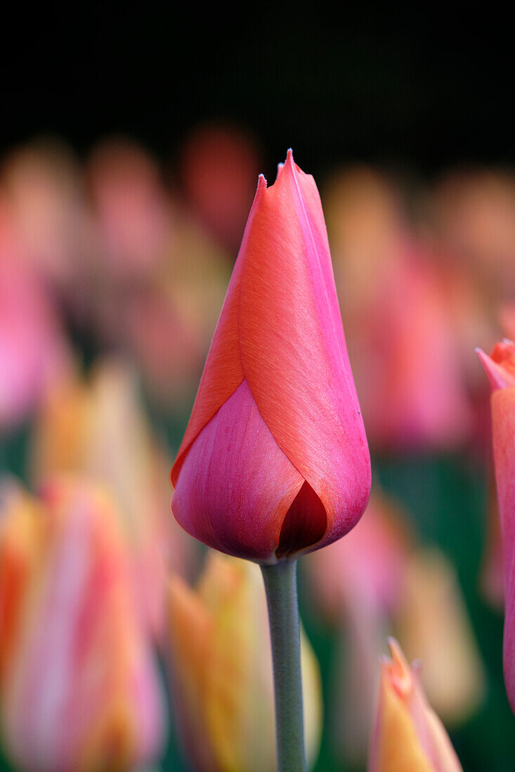 Tulipa El Nino