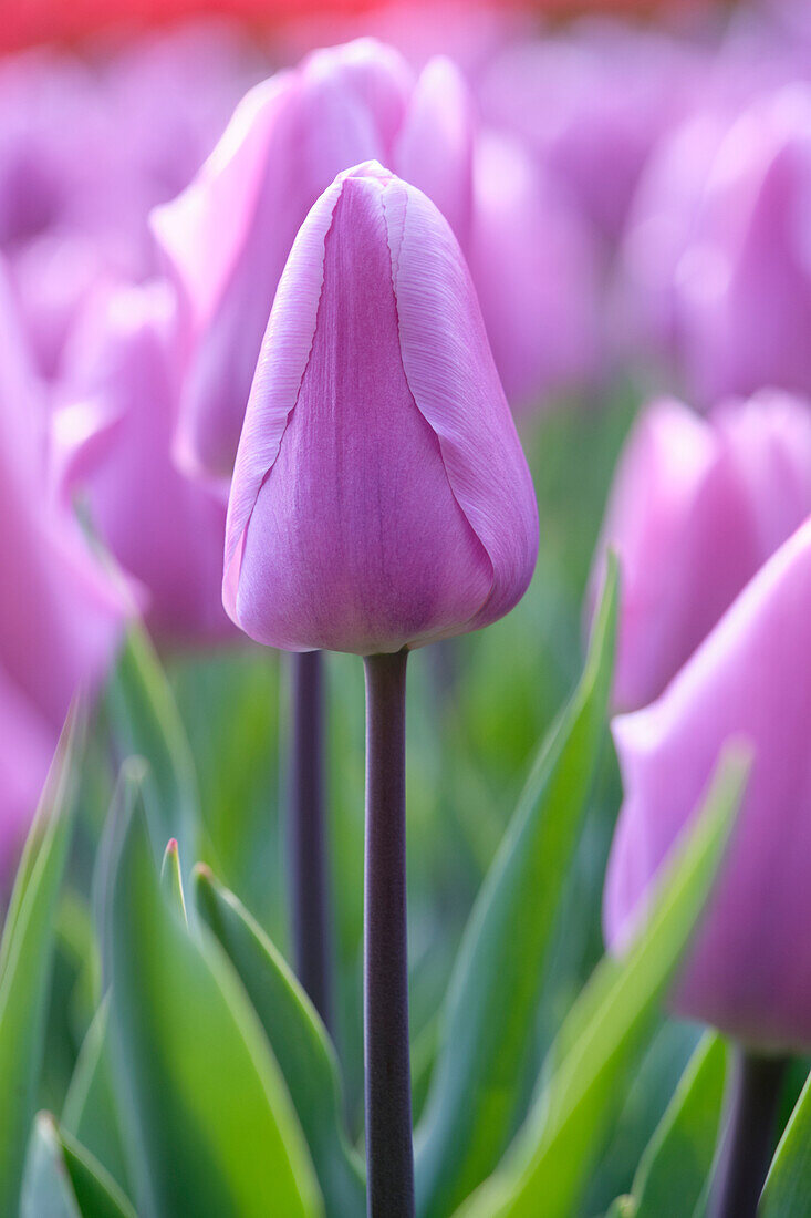 Tulipa Paradero