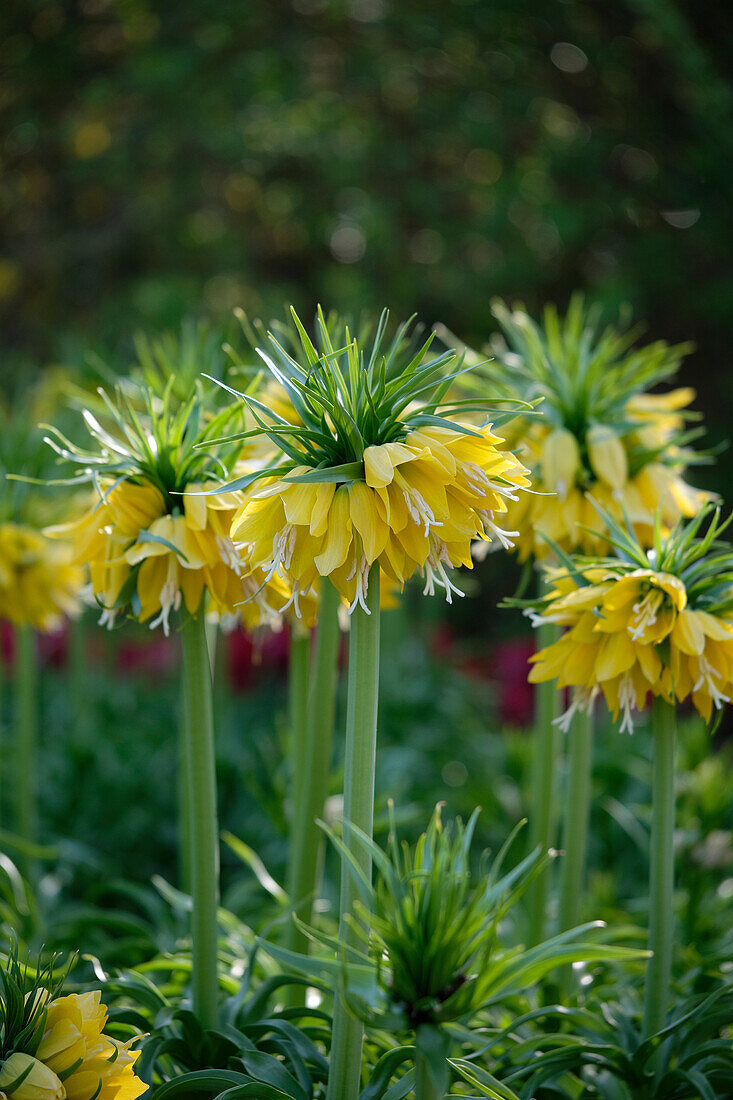 Fritillaria imperialis Lutea