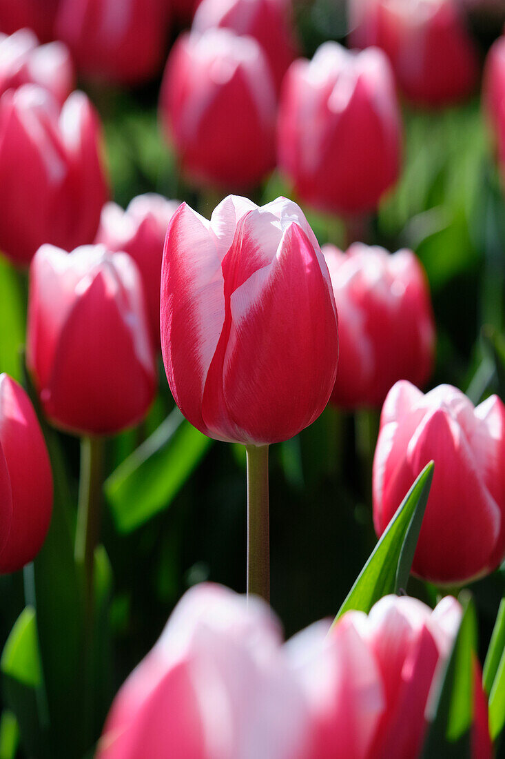 Tulpe (Tulipa) 'Leen van der Mark'