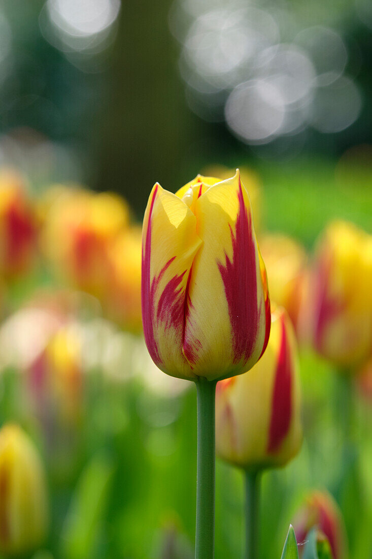 Tulipa Washington