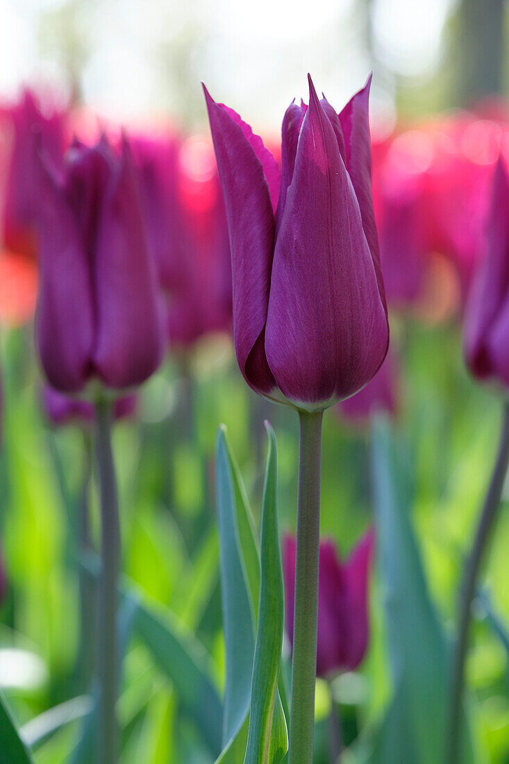 Tulpe (Tulipa) 'Purple Heart'