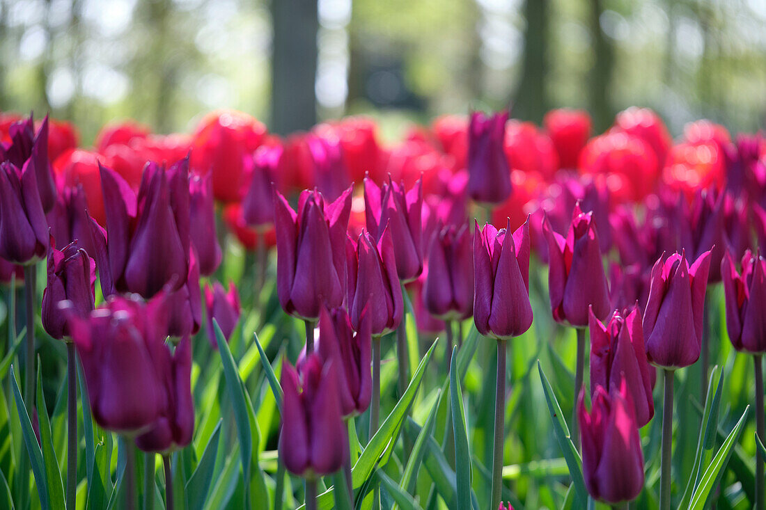 Tulipa Purple Heart