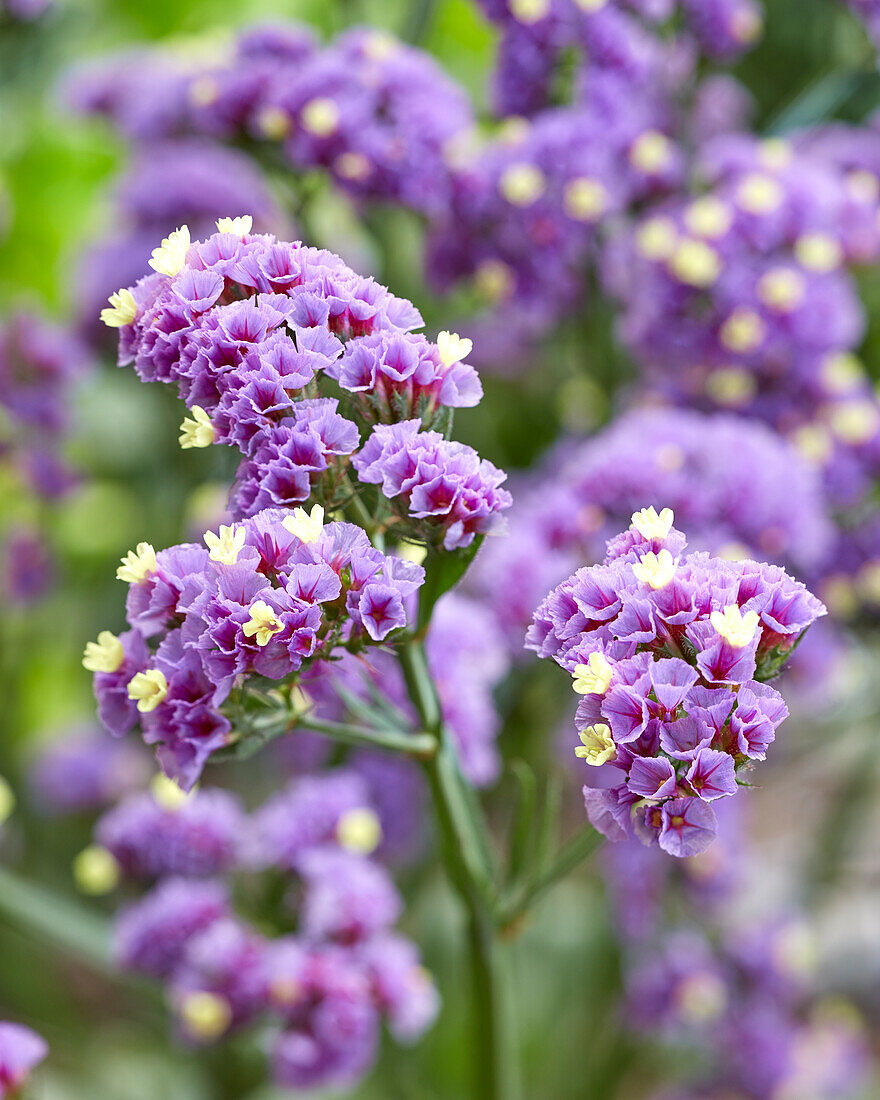 Limonium Sinzii? Lavenderish