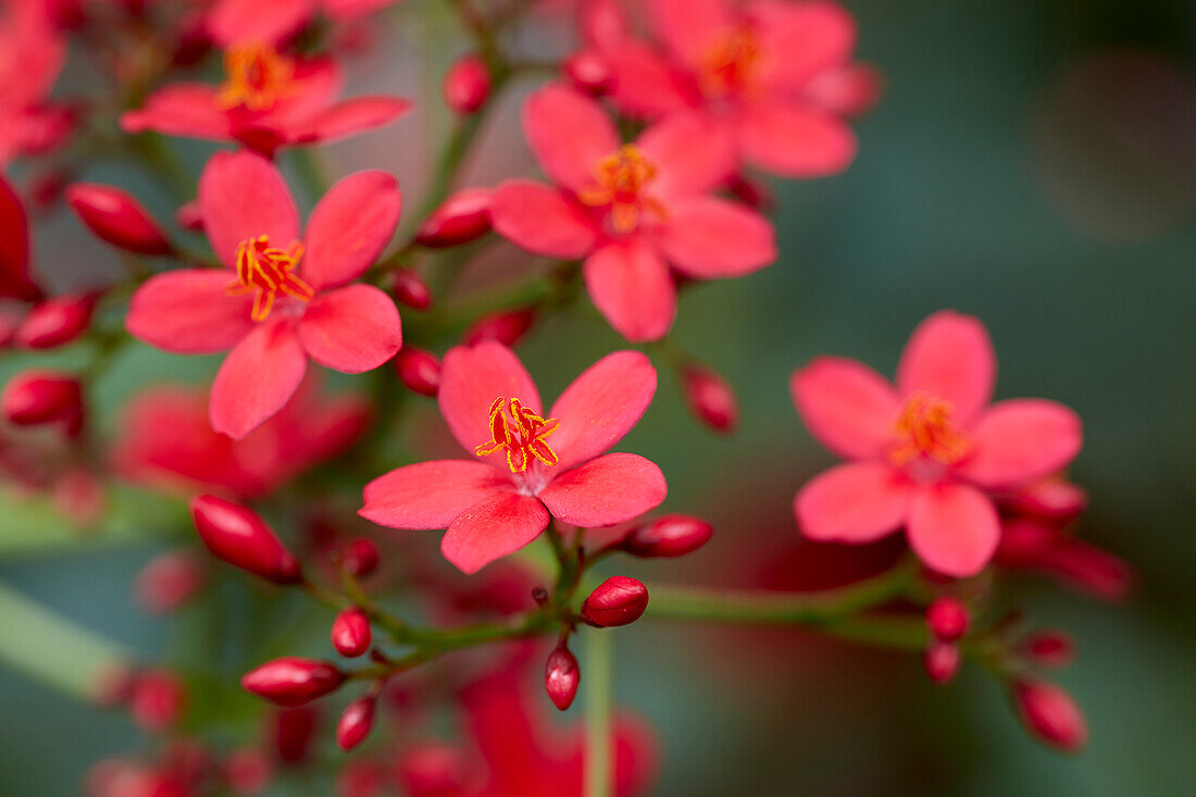 Korallenstrauch (Jatropha intergerima)