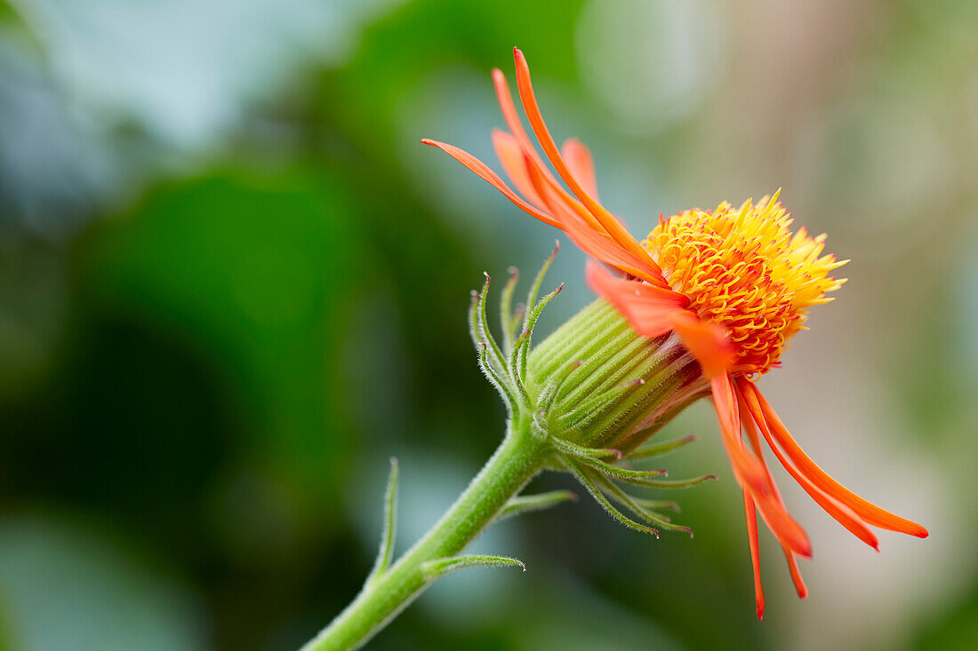 Pseudogynoxys chenopodioides