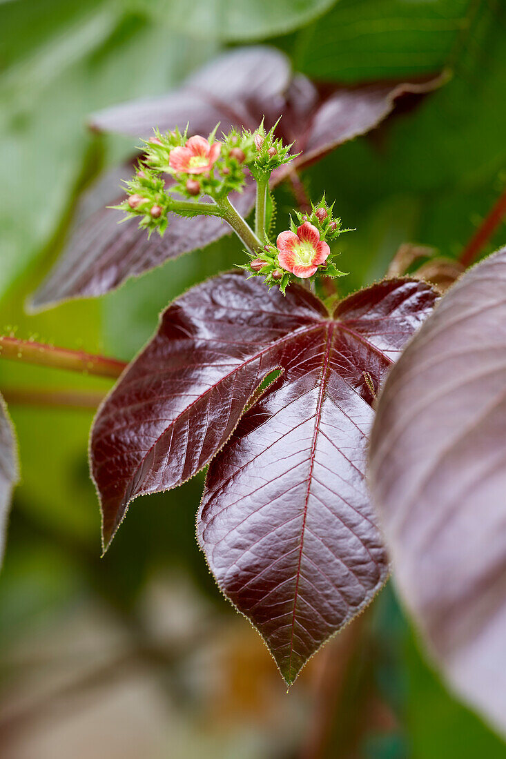 Jatropha gossypiifolia