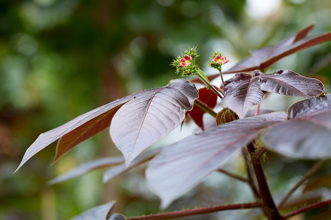 Jatropha gossypiifolia