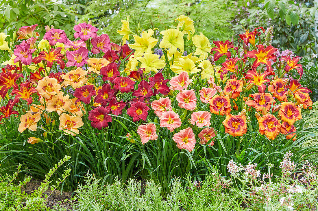 Hemerocallis border