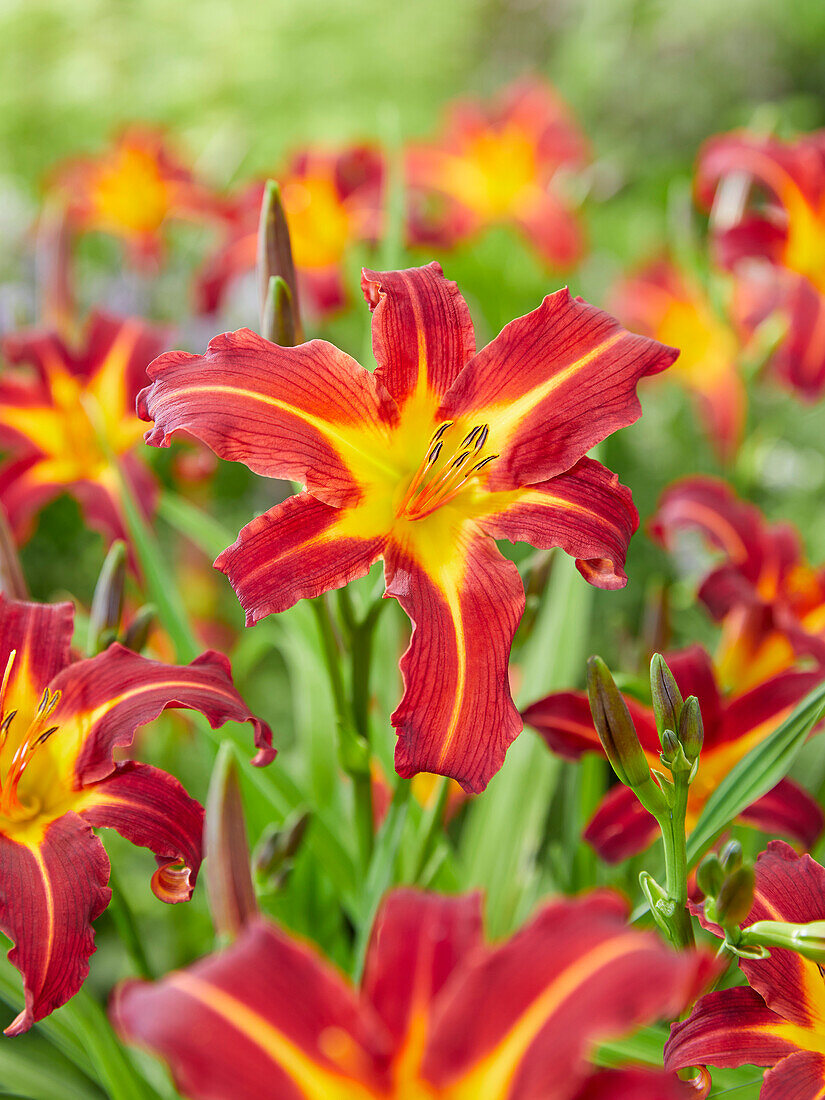 Hemerocallis Autumn Red