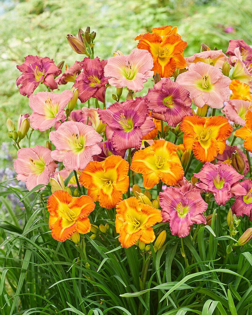 Hemerocallis mixed