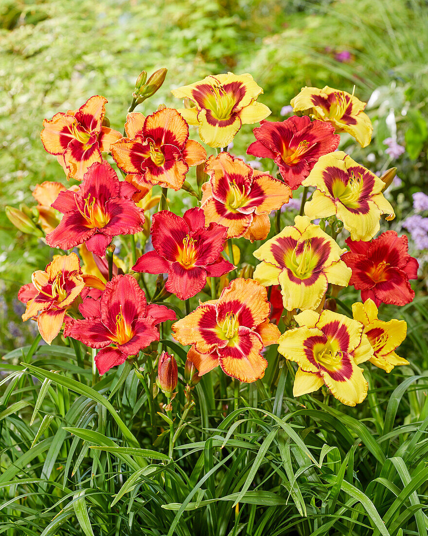 Hemerocallis mixed