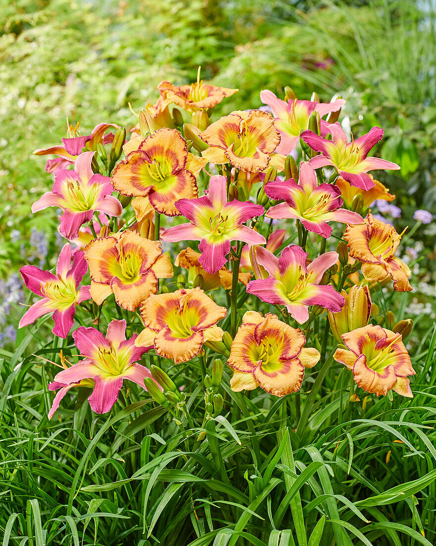 Taglilie (Hemerocallis) 'Fruity Kiss' und 'Exotic Spider'