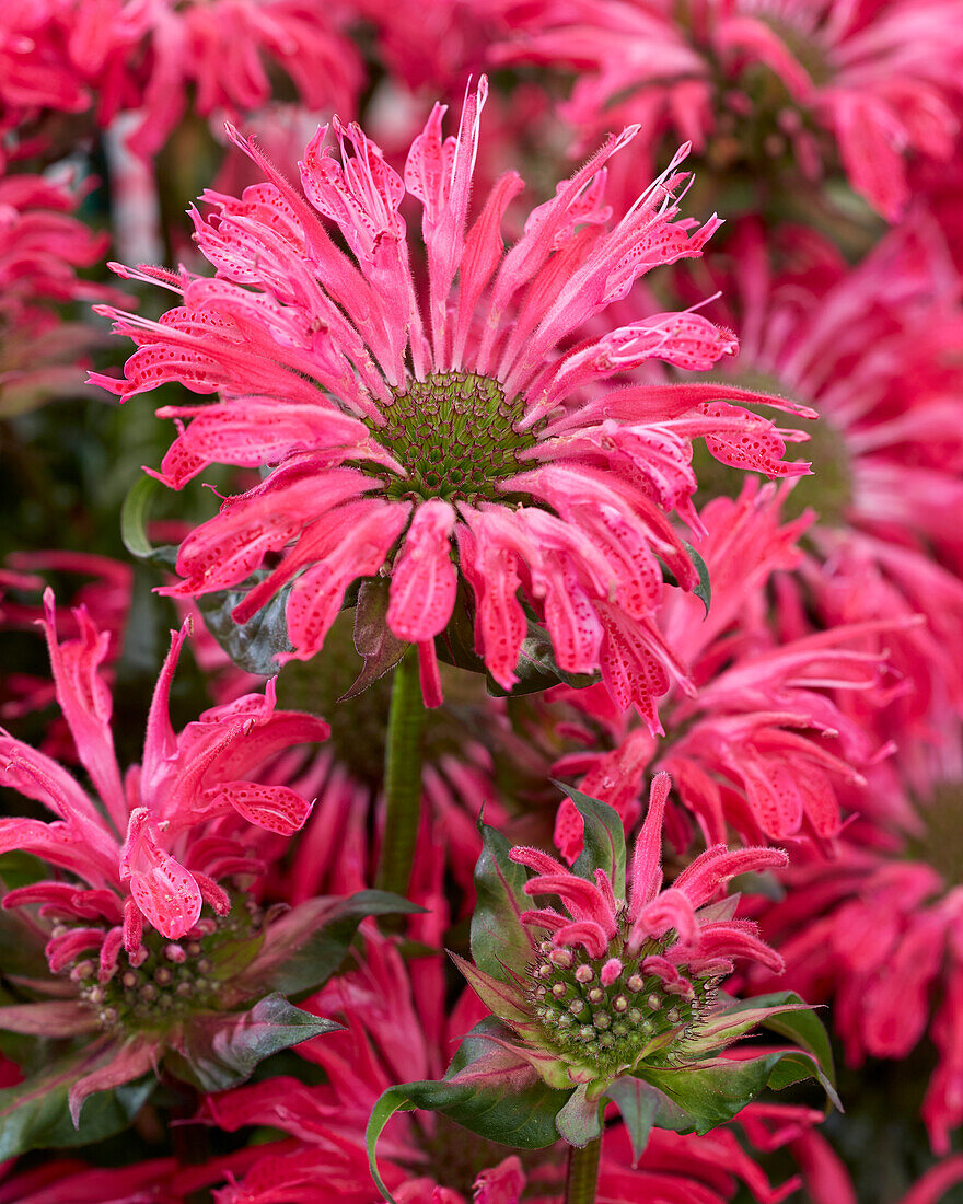 Monarda Electric Neon Pink