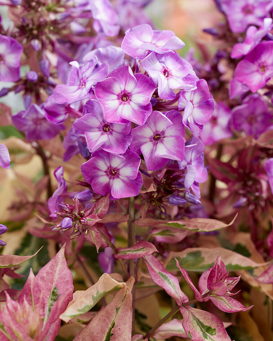 Phlox Olympus