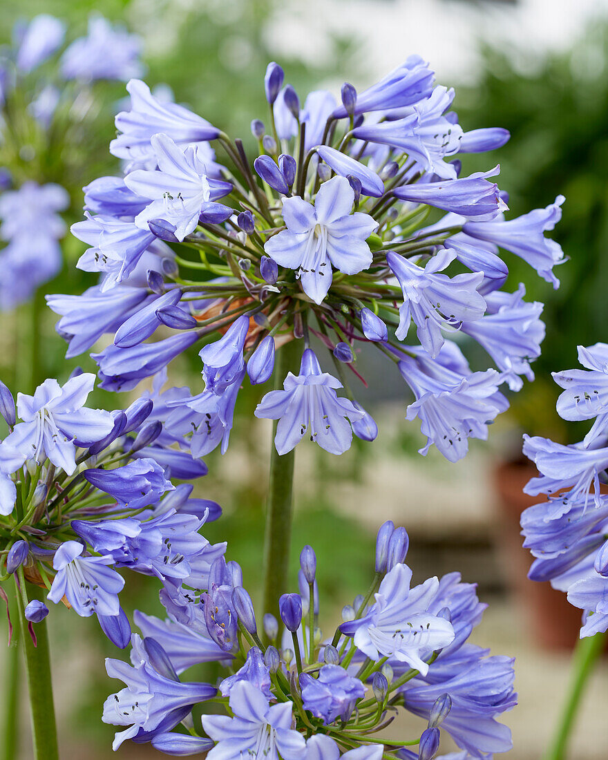 Agapanthus Vall?e de la Belle